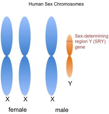 https://amasianv.files.wordpress.com/2012/08/sex-chromosomes1.jpg